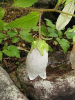 Campanule ponctu&eacute;e