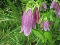 Campanule ponctu&eacute;e