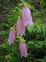 Campanule ponctu&eacute;e