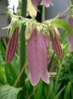 Campanule ponctu&eacute;e