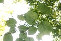 Alangium &agrave; feuilles de platane
