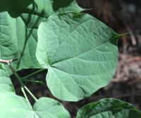 Alangium &agrave; feuilles de platane