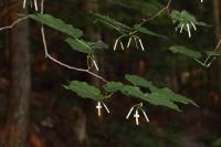 Alangium &agrave; feuilles de platane