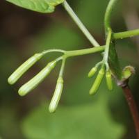 Alangium &agrave; feuilles de platane