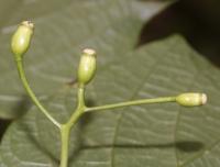 Alangium &agrave; feuilles de platane