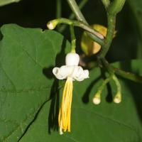 Alangium &agrave; feuilles de platane