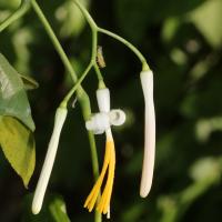 Alangium &agrave; feuilles de platane