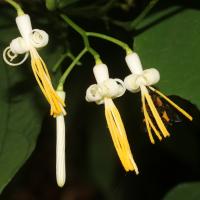Alangium &agrave; feuilles de platane