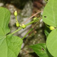 Alangium &agrave; feuilles de platane