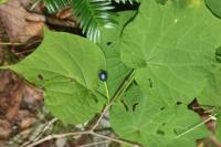 Alangium &agrave; feuilles de platane