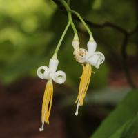 Alangium &agrave; feuilles de platane