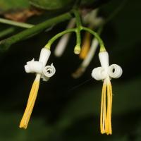 Alangium &agrave; feuilles de platane