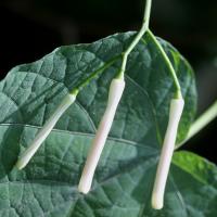 Alangium &agrave; feuilles de platane