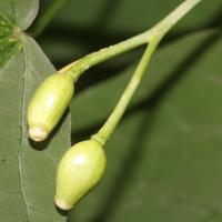 Alangium &agrave; feuilles de platane