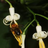 Alangium &agrave; feuilles de platane