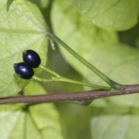 Alangium &agrave; feuilles de platane