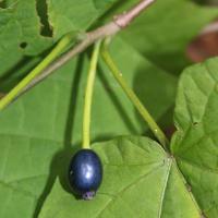 Alangium &agrave; feuilles de platane