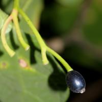 Alangium &agrave; feuilles de platane