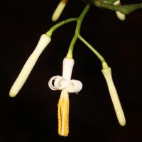 Alangium &agrave; feuilles de platane