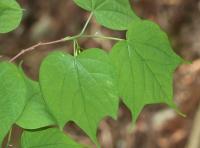 Alangium &agrave; feuilles de platane