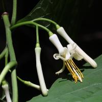 Alangium &agrave; feuilles de platane