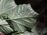 Alangium &agrave; feuilles de platane