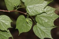 Alangium &agrave; feuilles de platane