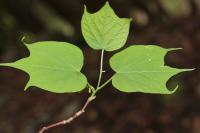 Alangium &agrave; feuilles de platane