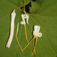 Alangium &agrave; feuilles de platane