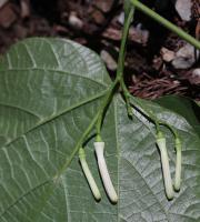 Alangium &agrave; feuilles de platane