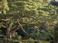 Arbre à pluie