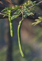 Arbre à pluie