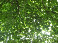 Arbre à pluie