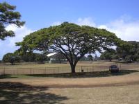 Arbre à pluie