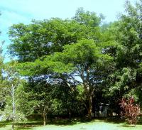 Arbre à pluie