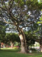Arbre à pluie