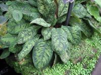 Homalomena walisii