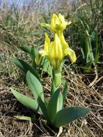 Iris nain
