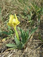 Iris nain