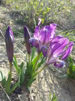 Iris nain