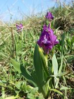 Iris nain