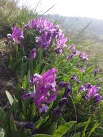 Iris nain