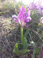 Iris nain