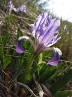 Iris nain