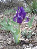 Iris nain