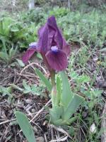 Iris nain