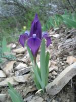 Iris nain