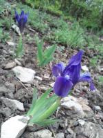 Iris nain