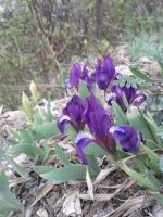 Iris nain