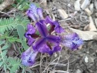 Iris nain